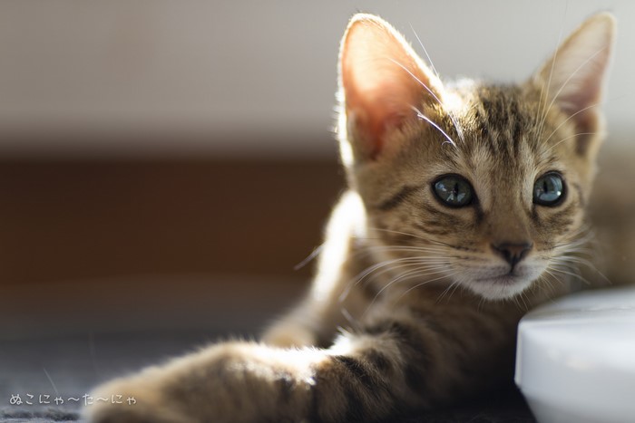 A tabby kitten with large eyes looks to the side