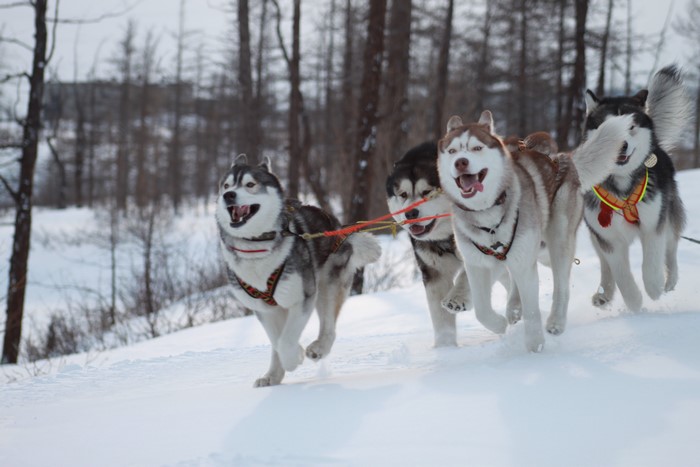 Four Huskies pulling a sled in the snow