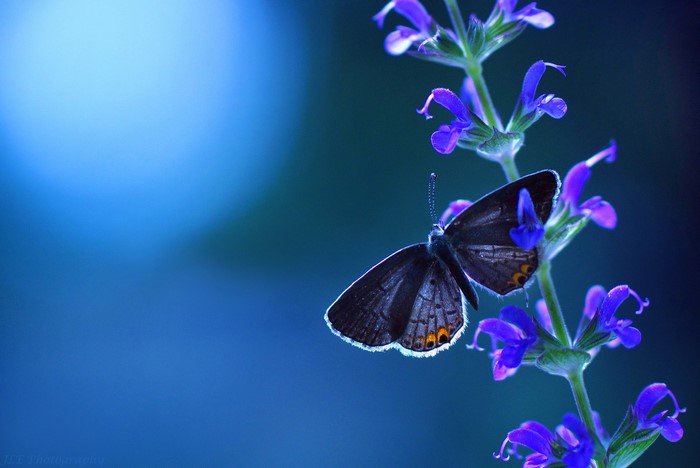 A dark butterfly rests on purple flowers