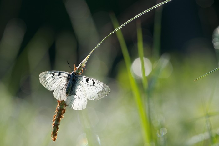 White butterfly with black spots on a blade of grass