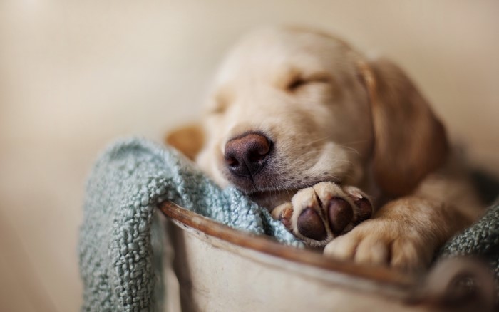 Golden Retriever puppy sleeping in a basket