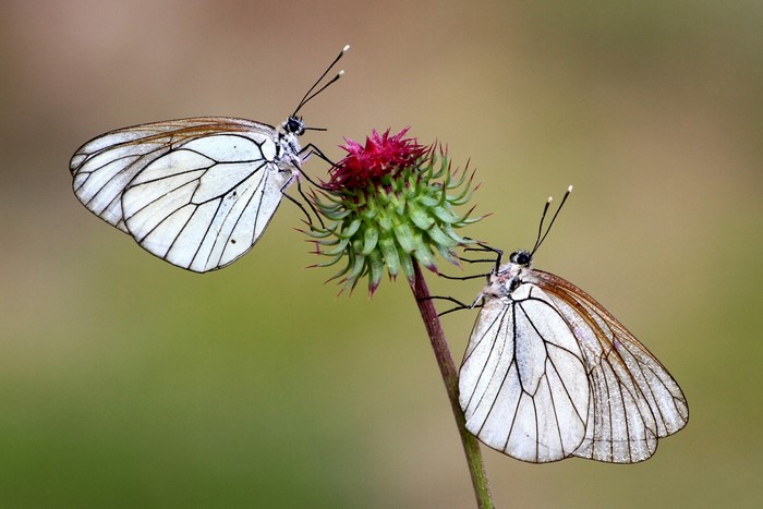 Two white butterflies on a thistle flower