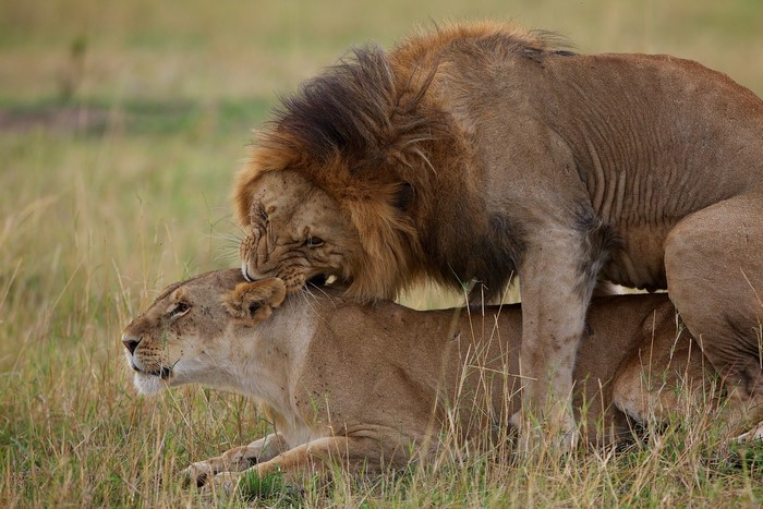 Male and female lions mating in grass