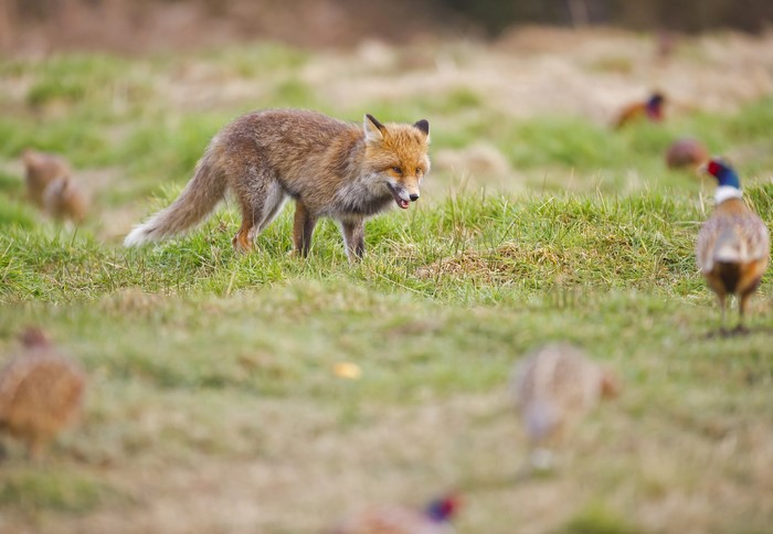 Fox hunting pheasants in a grassy field