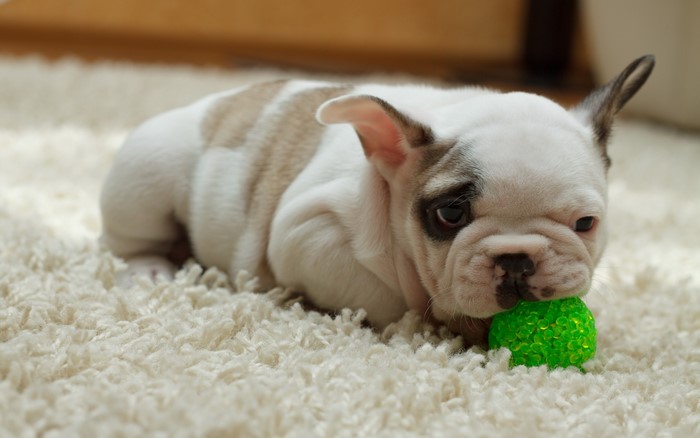 French Bulldog puppy playing with a green ball on a carpet