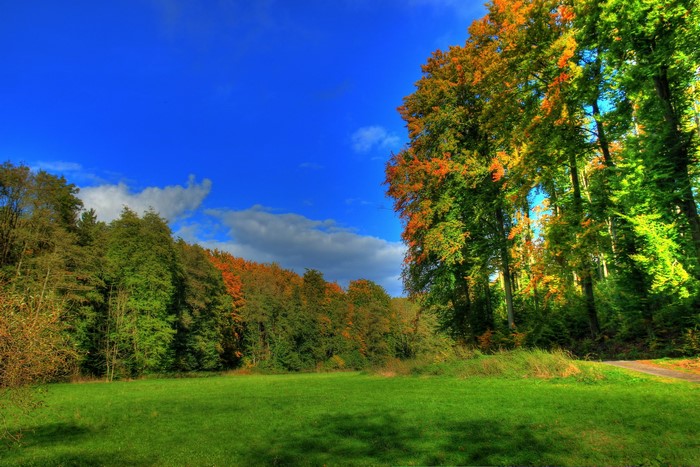 Autumn forest and meadow in Germany