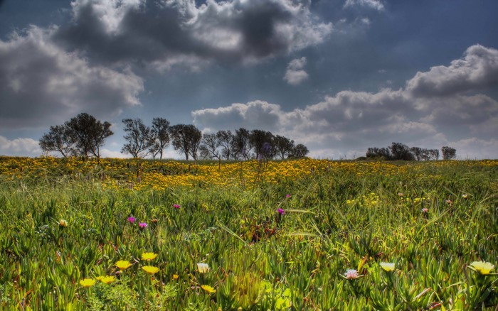 Field of yellow flowers and green grass under a cloudy sky