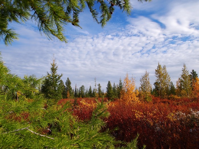 Autumn forest landscape in Russia with colorful foliage
