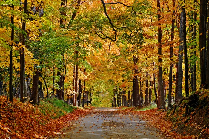 Road through an autumn forest with colorful trees