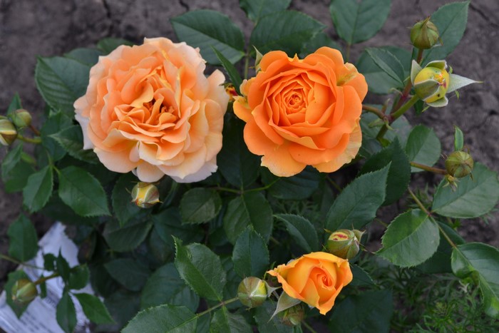 Orange roses with buds and green foliage