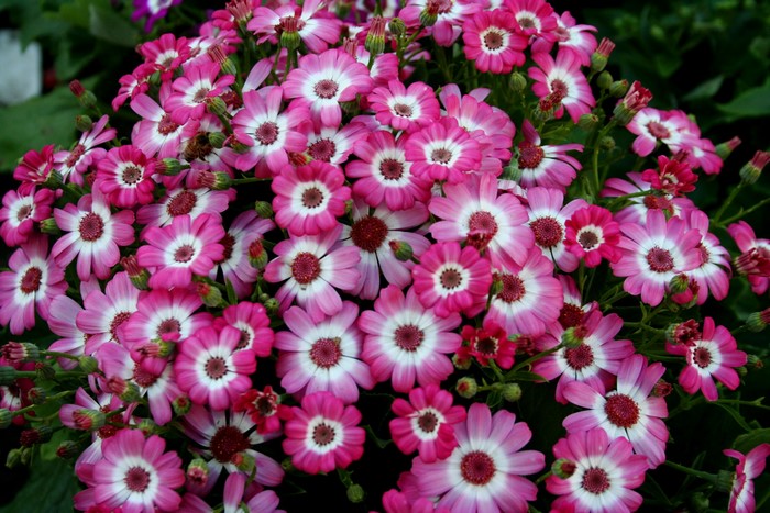 A close-up of many pink and white Cineraria flowers