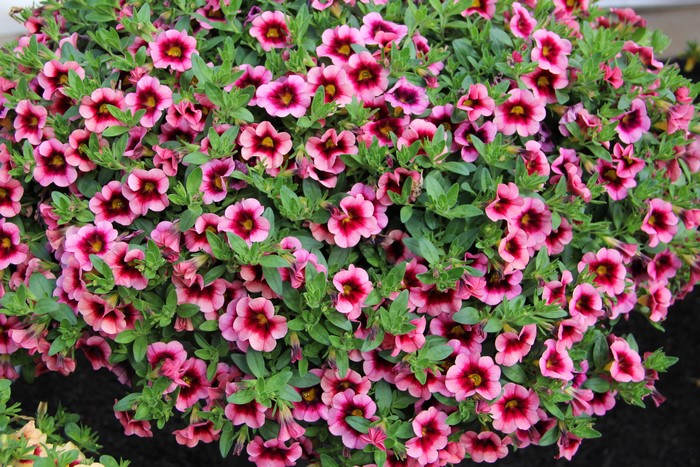 Many Calibrachoa flowers in bloom