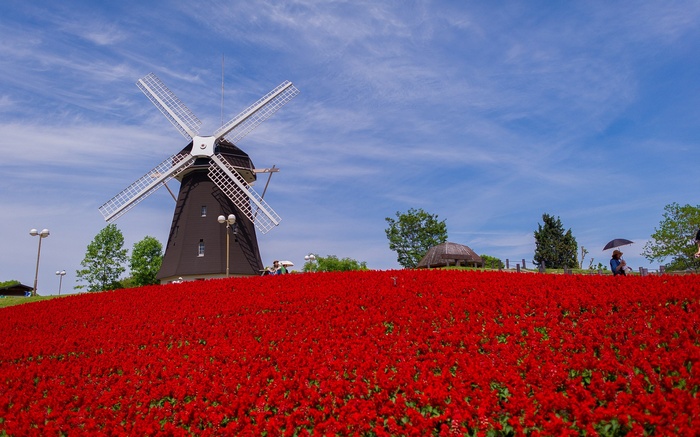 Windmill and red flowers under blue sky