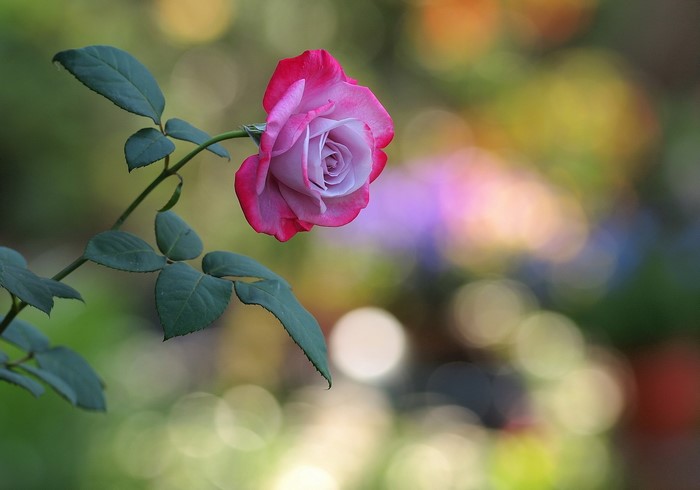 Pink and purple rose with green leaves