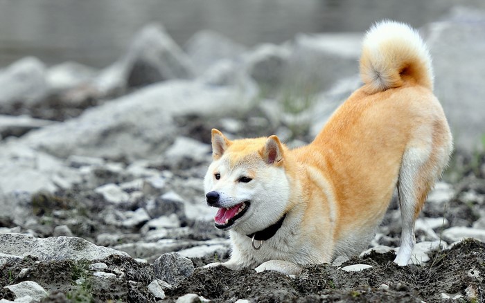 Shiba Inu dog in a play bow on rocky ground