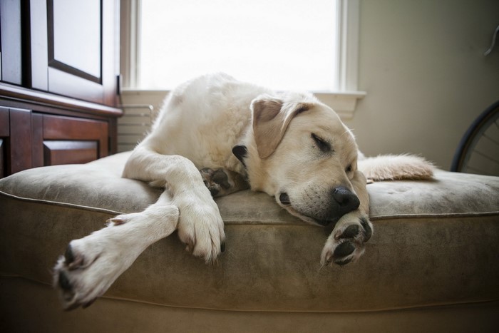 Golden Retriever dog sleeping on a couch