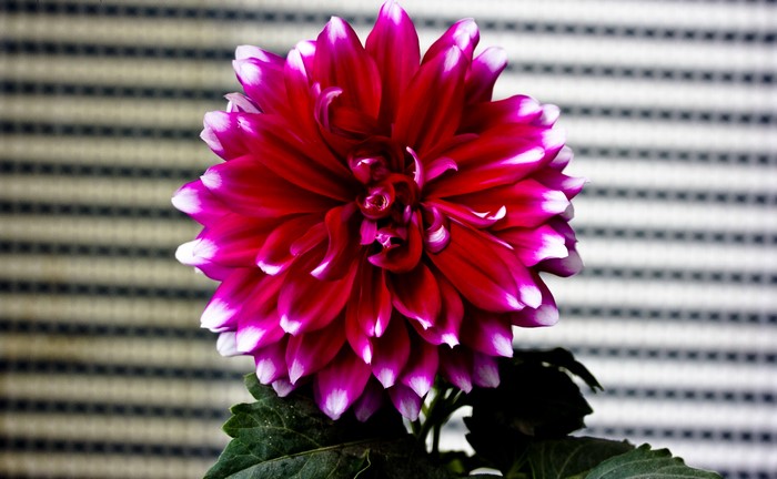 Close-up of a pink and white Dahlia flower