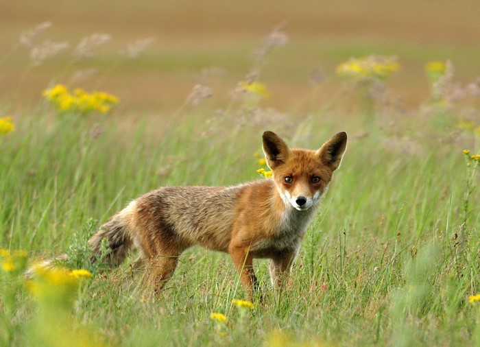 A red fox stands in a grassy field with yellow flowers.