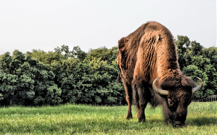 Bison grazing in a grassy field with trees