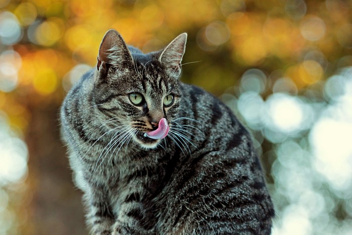 Tabby cat with green eyes licking its nose