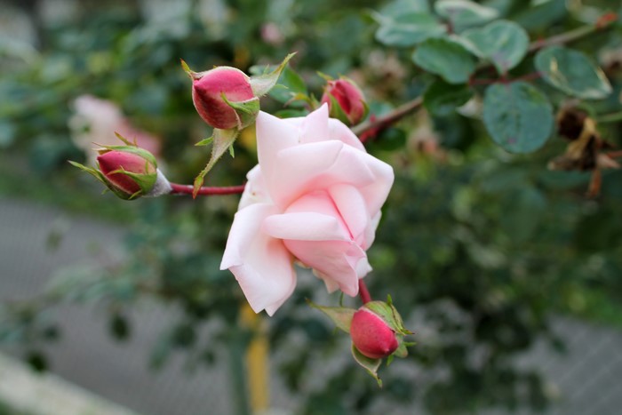 Pink Rose and Buds