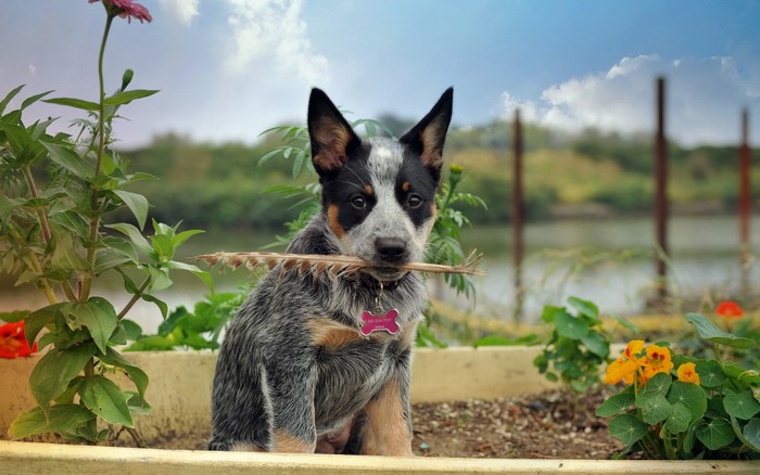 Australian Cattle Dog puppy holding a stick in a garden