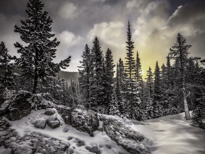 Snowy Forest with Dramatic Clouds and Sunlight