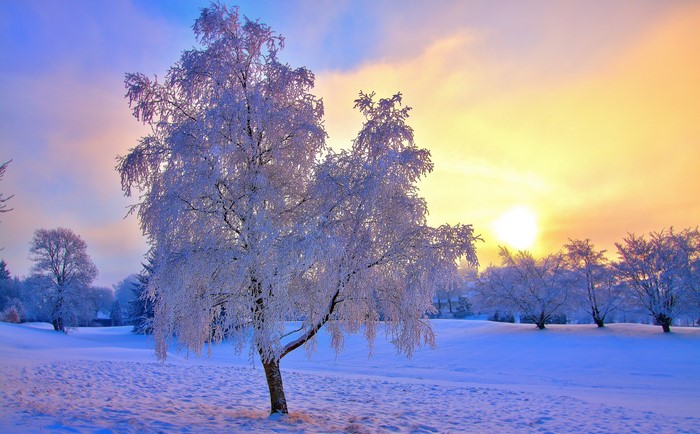 Winter landscape with frosted trees at sunset