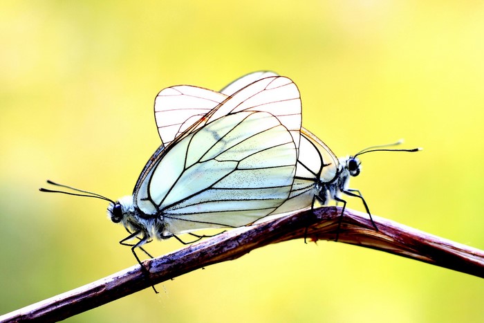 Two butterflies mating on a branch