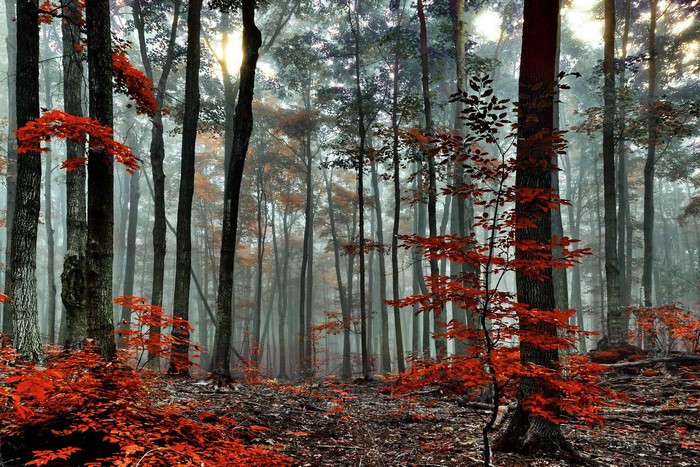 Misty forest with red autumn leaves