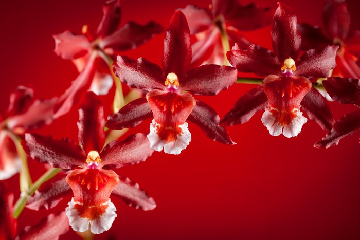 Red Orchids on Red Background