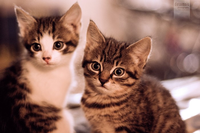 Two tabby kittens looking at the camera