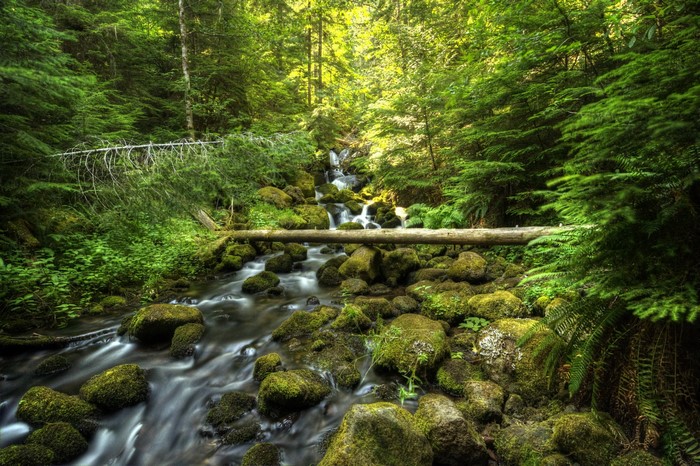 Oregon, Forests, Usa, Stones, Moss, Stream, Hd Wallpaper 