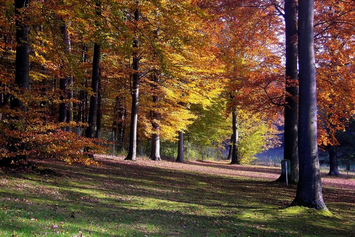 Autumn forest with colorful trees and fallen leaves