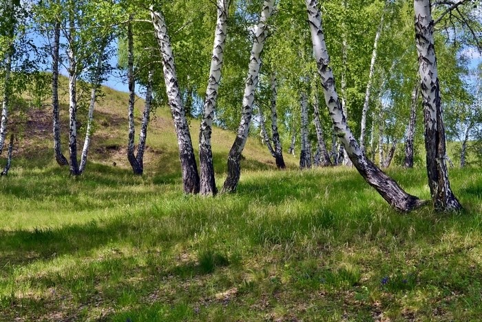 Birch trees on a grassy hill in summer