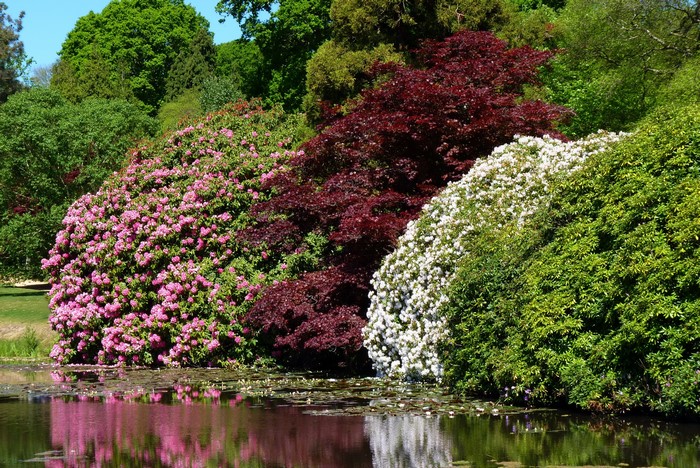 Rhododendrons and Japanese Maple by a Pond in Sheffield Gardens