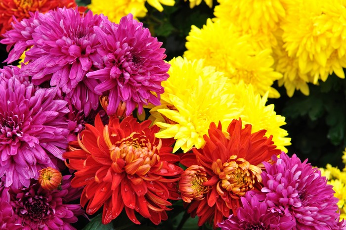 A bouquet of colorful chrysanthemums