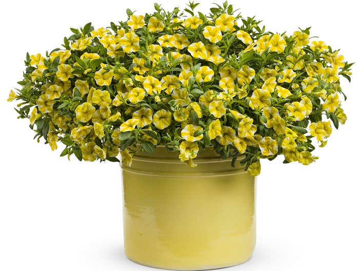 Yellow and white Calibrachoa flowers in a pot