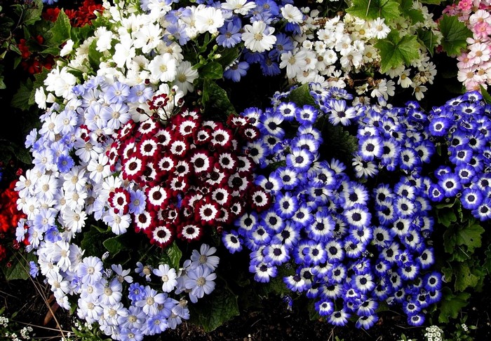 A cluster of colorful Cineraria flowers