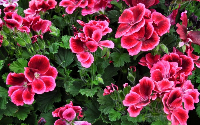 Close-up of vibrant pink and red geranium flowers