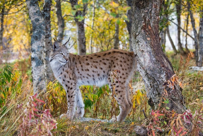 Lynx standing in a forest during autumn