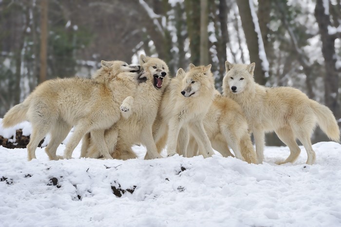 Group of white wolves playing in the snow