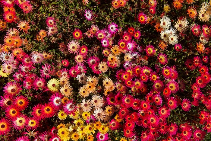 A field of colorful Mesembryanthemum flowers
