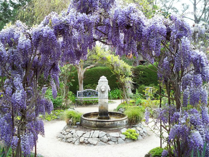 Garden with Wisteria and Fountain