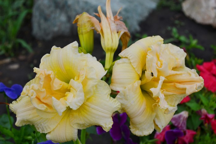 Closeup of yellow double daylily flowers