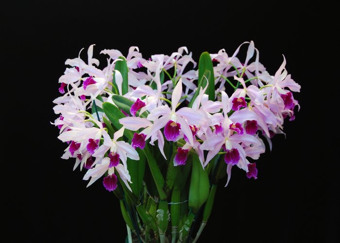 A bouquet of Cattleya orchids with pink and purple petals