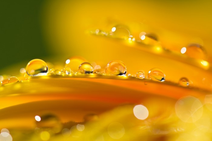 Close-up of water drops on yellow flower petals