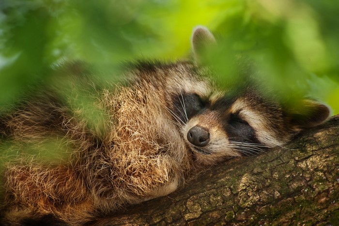 A raccoon sleeps on a tree branch