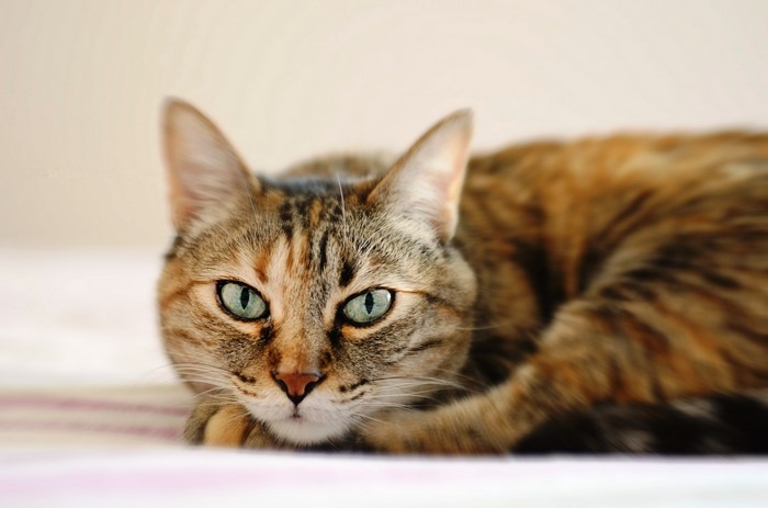 Tabby cat with green eyes lying down