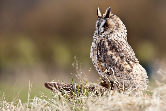 Long-eared owl perched on a branch in dry grass